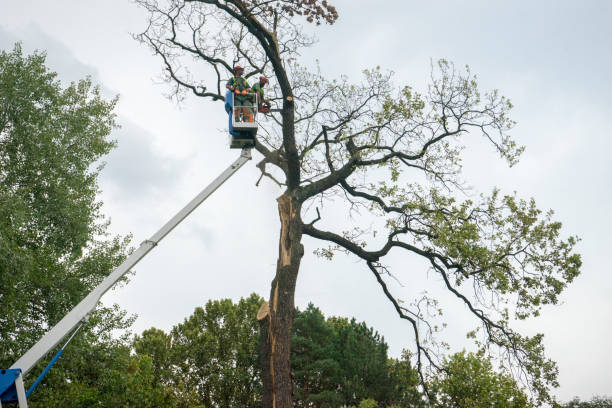 Trusted Loganville, GA Tree Removal Experts