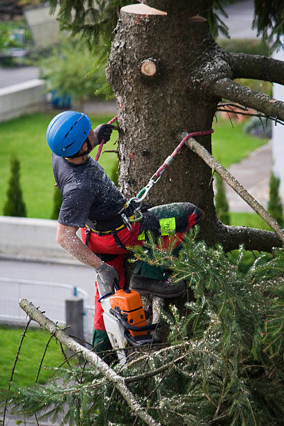 Lawn Watering Services in Loganville, GA